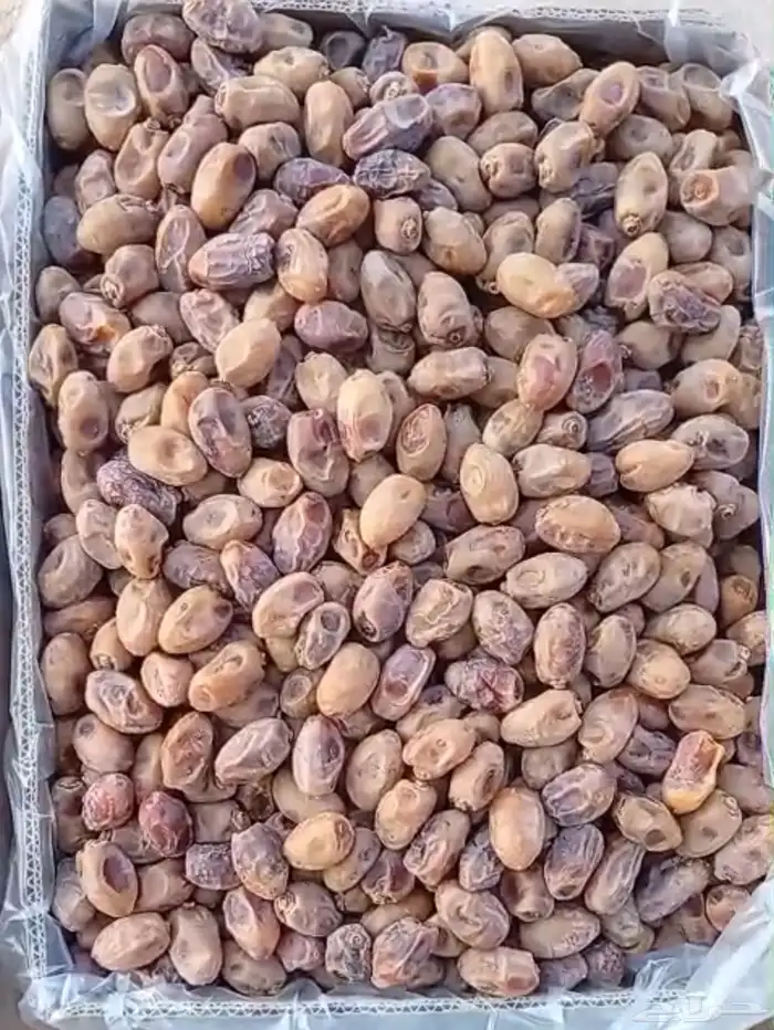 تمر اخلاص و خضري للبيع 3