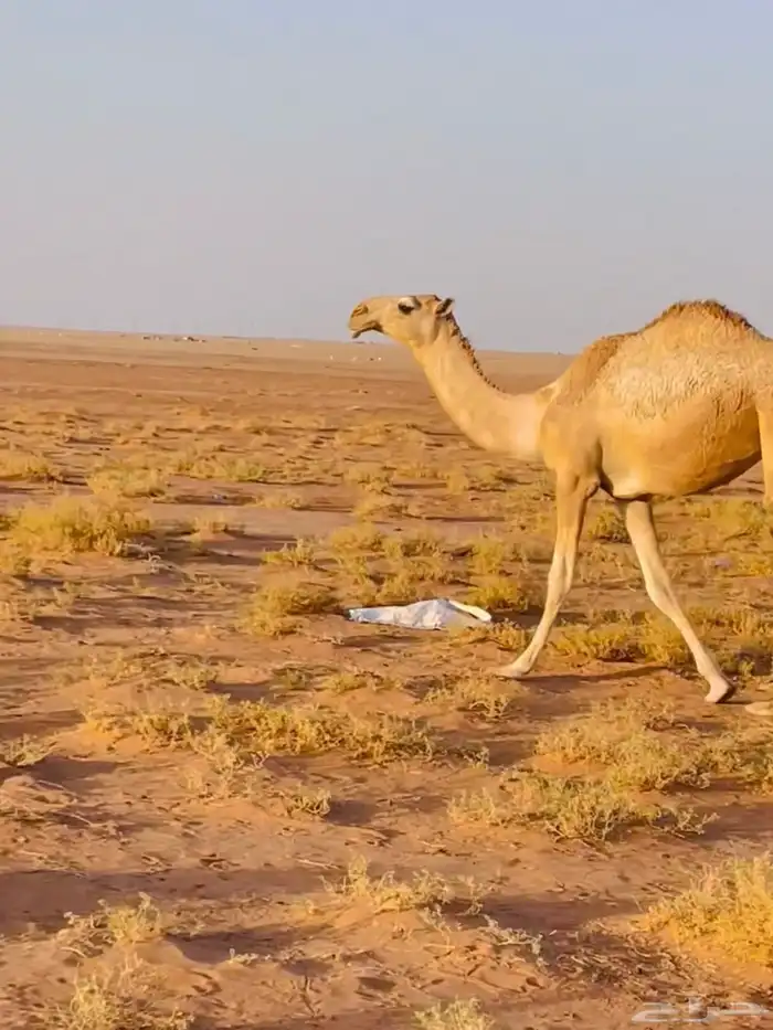 بكرة شقحا 0