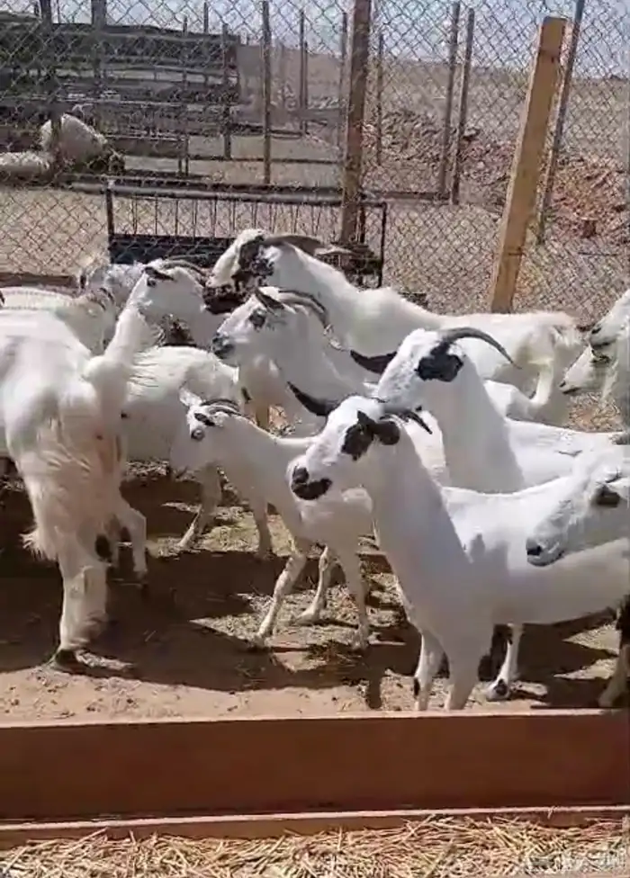 ماعز بيشي 0