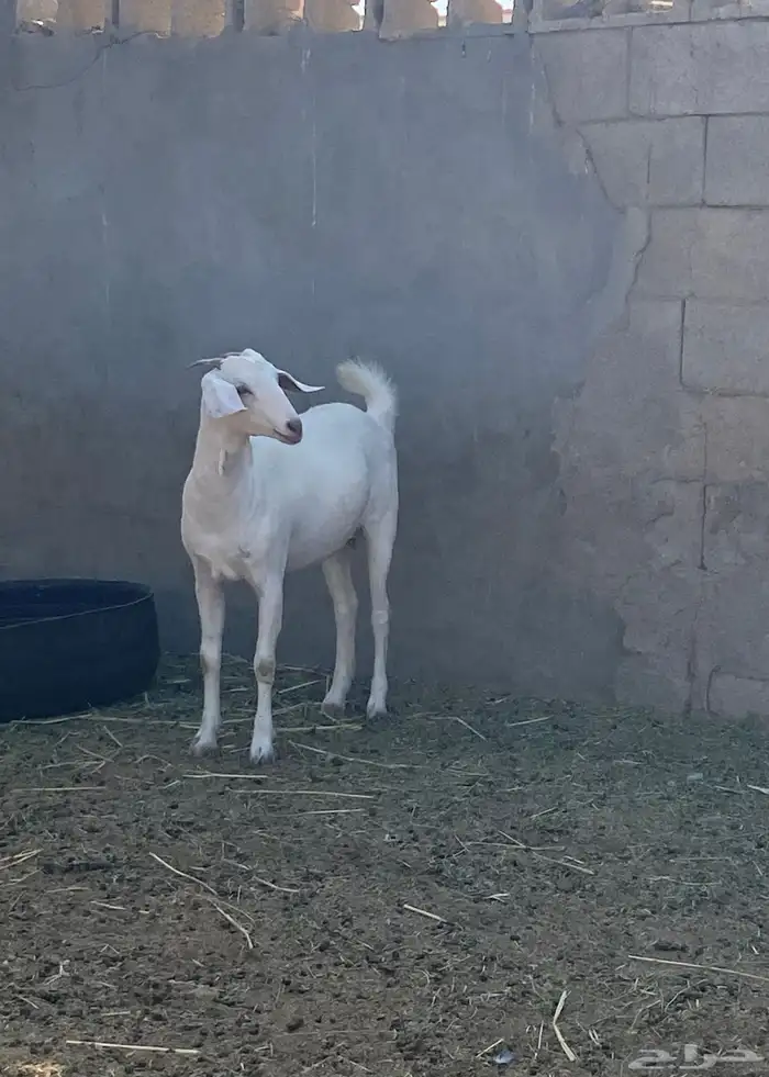 جفره برصا 2