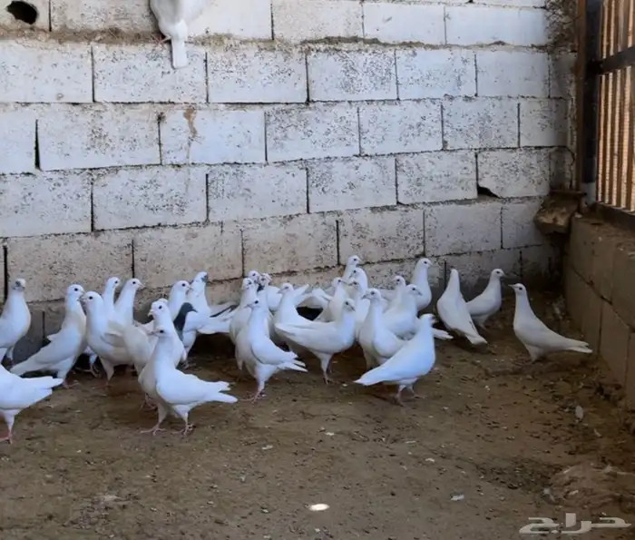 حمام فرنسي منتج شرط 2