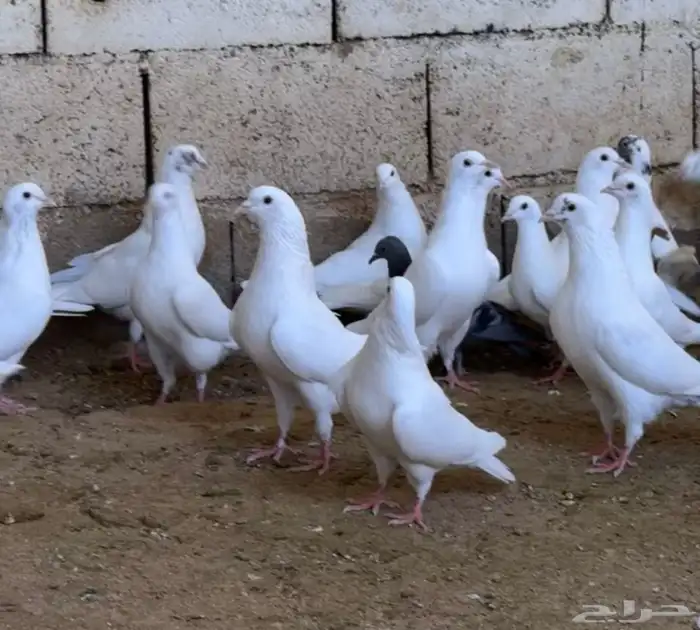 حمام فرنسي منتج شرط 1