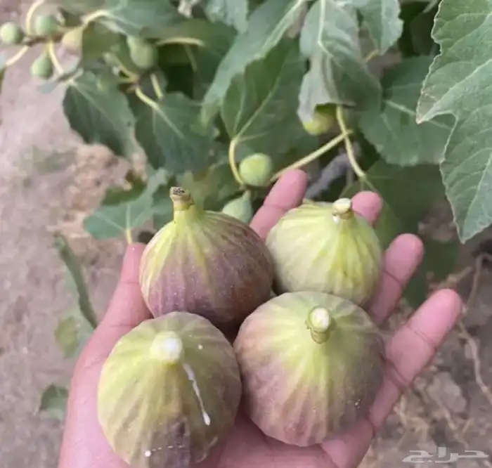 للبيع شتلات 4