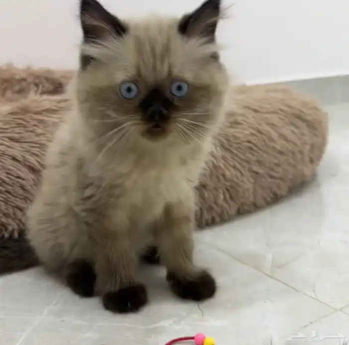 للبيع قط هيمالايا 3