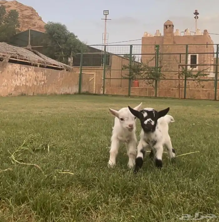 الماعز القزم الصعنون 24