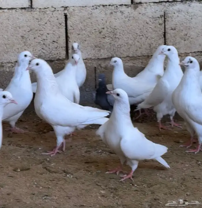 حمام فرنسي منتج شرط 0