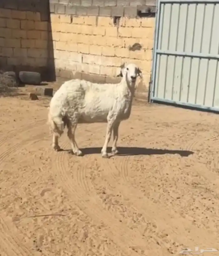 شاه سديس مقلعه جامع 1