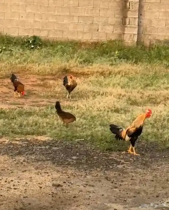 للبيع ديوك ودجاج 4