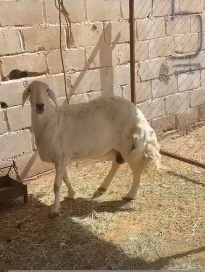 شاه سديس مقلعه جامع 0