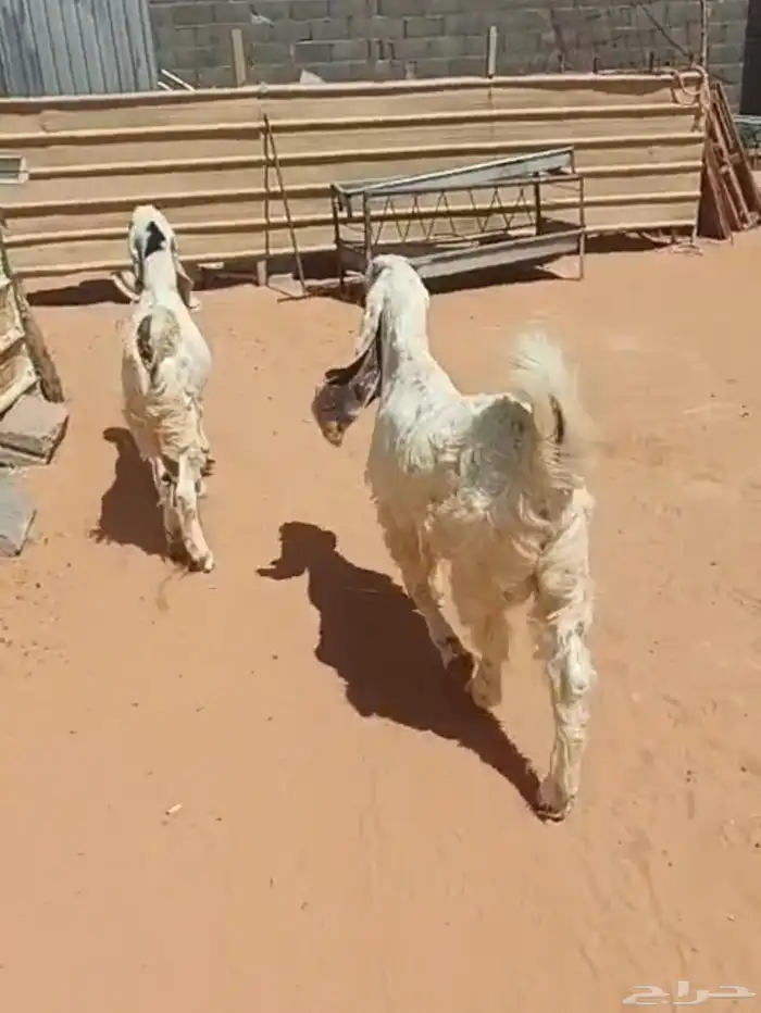 تيوس صنف مقفله فل الي بيذبح ولا يقني على السوم 2