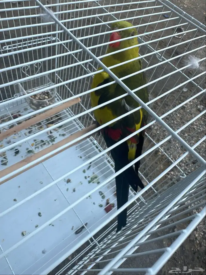 بغبغا ريجنت استرالي للبيع ماهو اليف 0