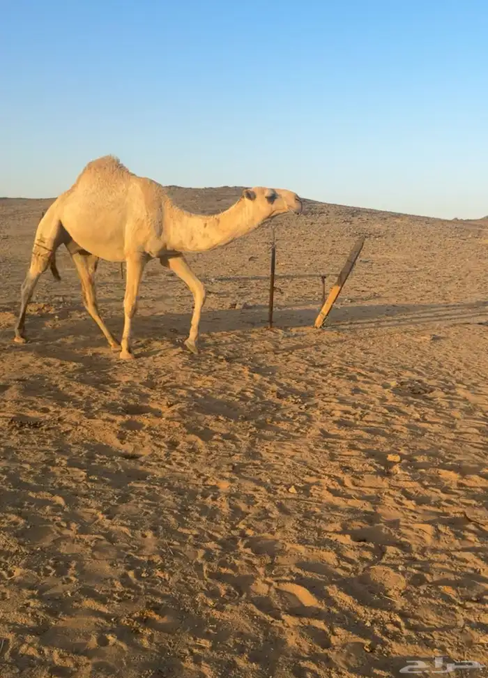 قعود باتلي جذع آخر الزمان 2