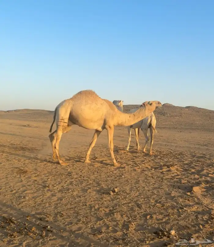 قعود باتلي جذع آخر الزمان 0