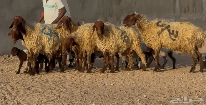 عرض فاخر   نعيم دبس متاويم 6 معها 12 1
