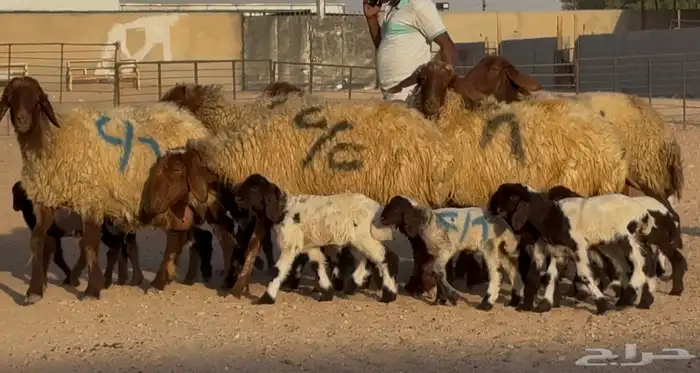 عرض فاخر   نعيم دبس متاويم 6 معها 12 0