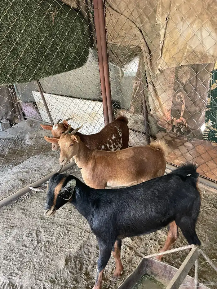 عنقان 3