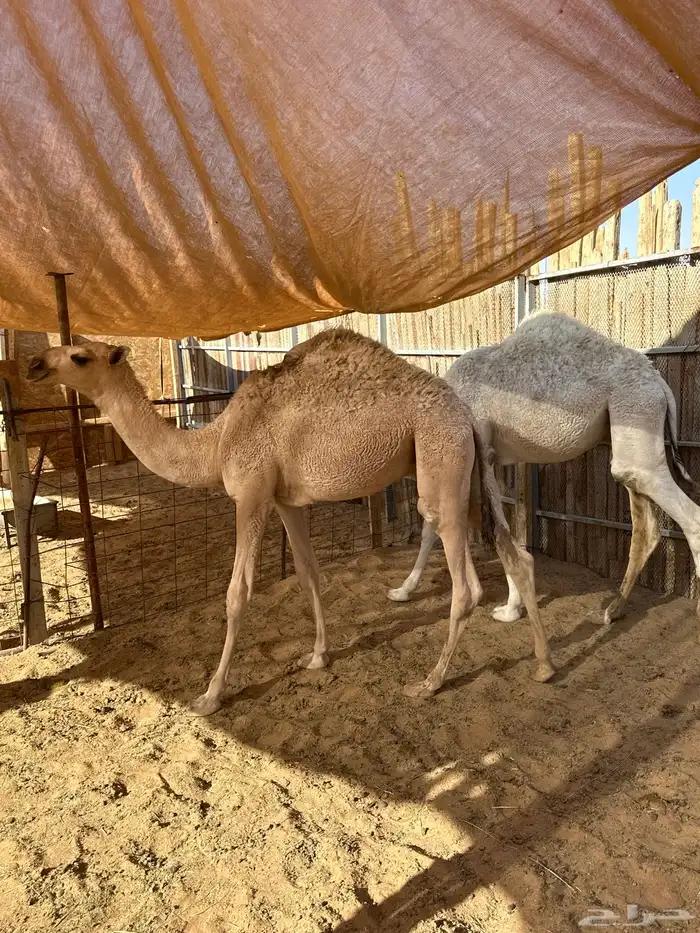 قعودين اعماره 7 اشهر. 2