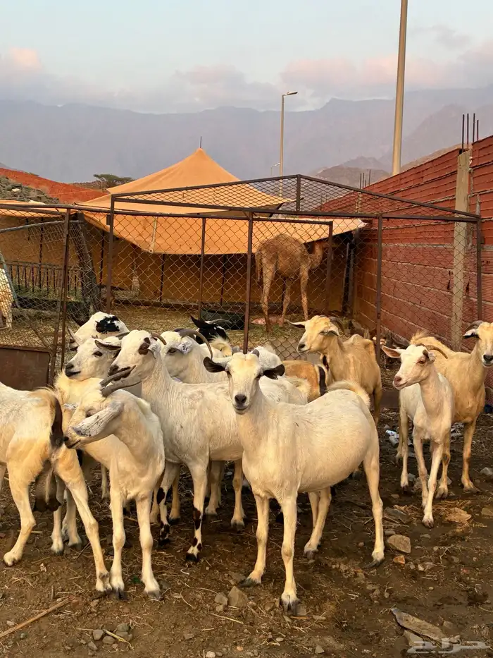 ماعز بيشيات 2