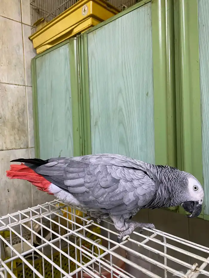 كاسكو انثى باضة بدون ذكر سوبر جامبو 2