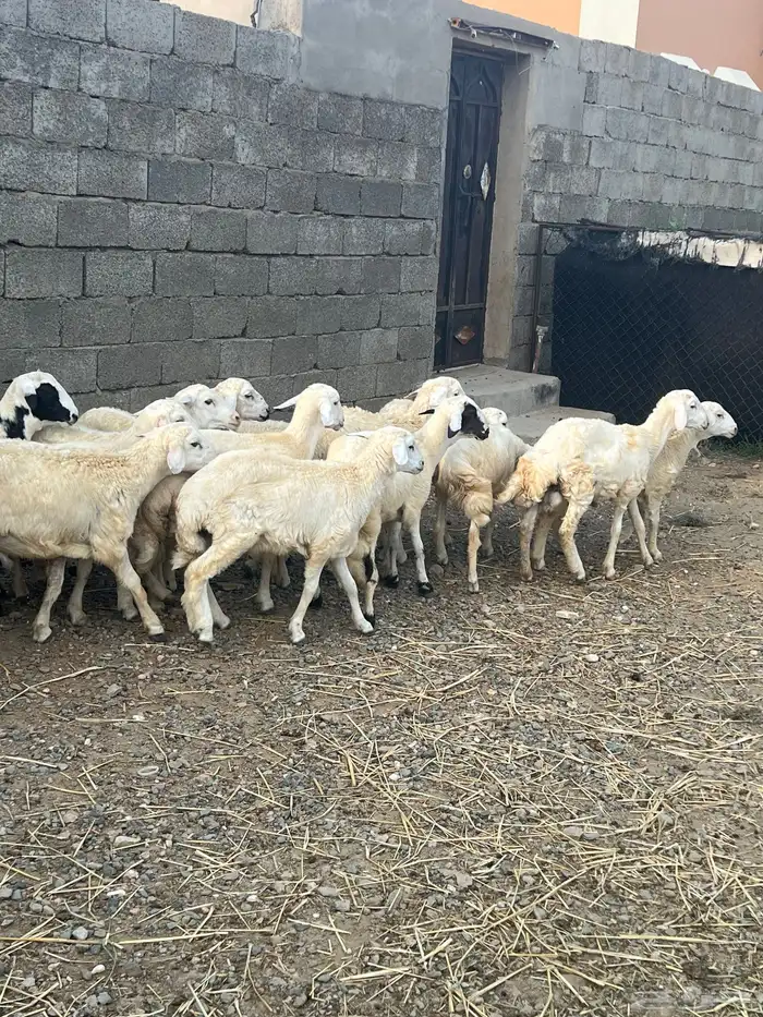 خرفان ذبايح للبيع 1