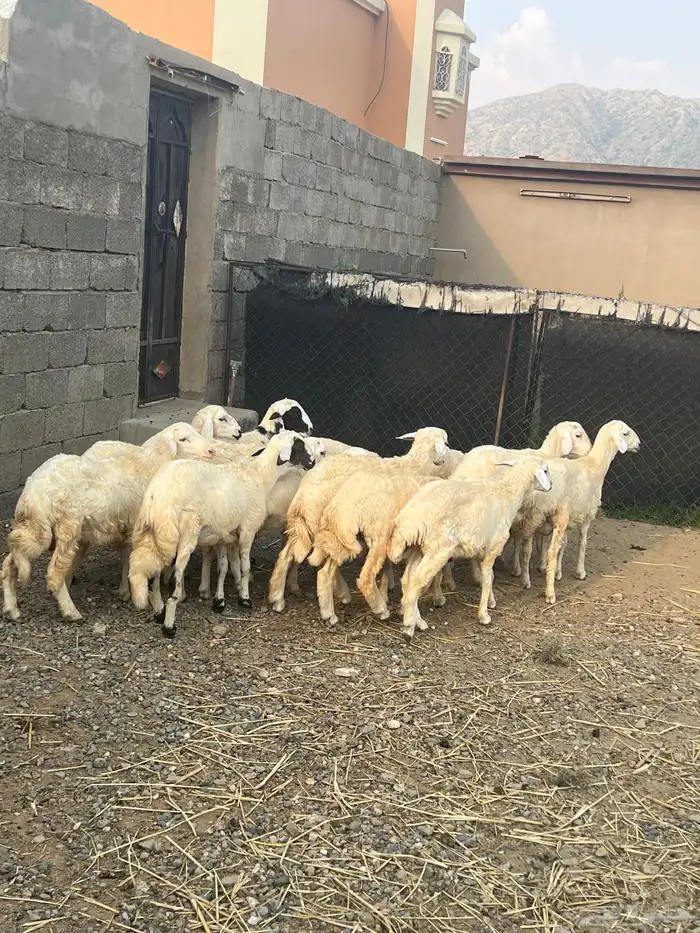 خرفان ذبايح للبيع 4