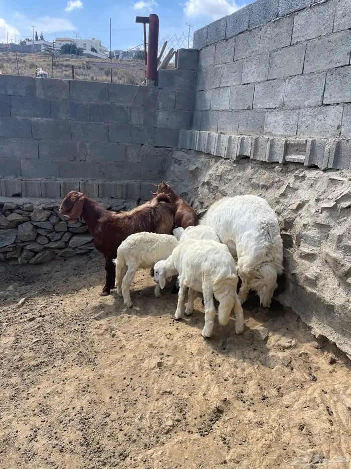 غنم للبيع 2