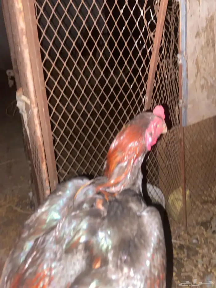 ديك سندي 2