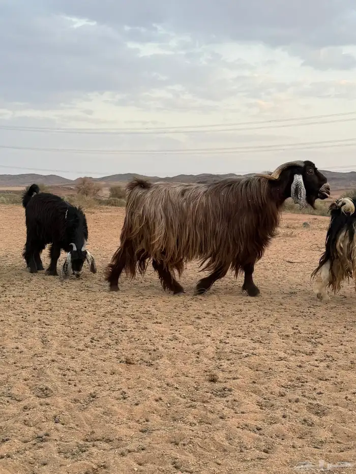 تيس فحل حار شرط القريع 3