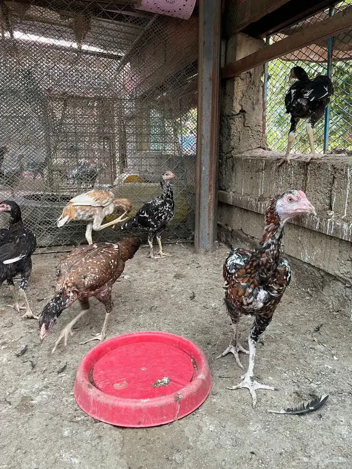 للبيع دجاج باكستاني سندي جمله 4