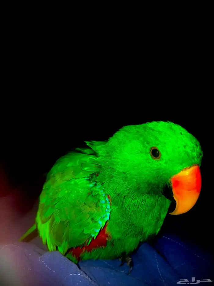 ببغاء اكلكتوس اليف جدا  جدا 6