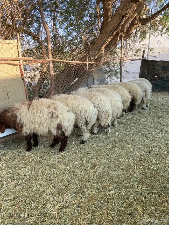 11 طلي جذعان نعيم بلدي طيبه 2