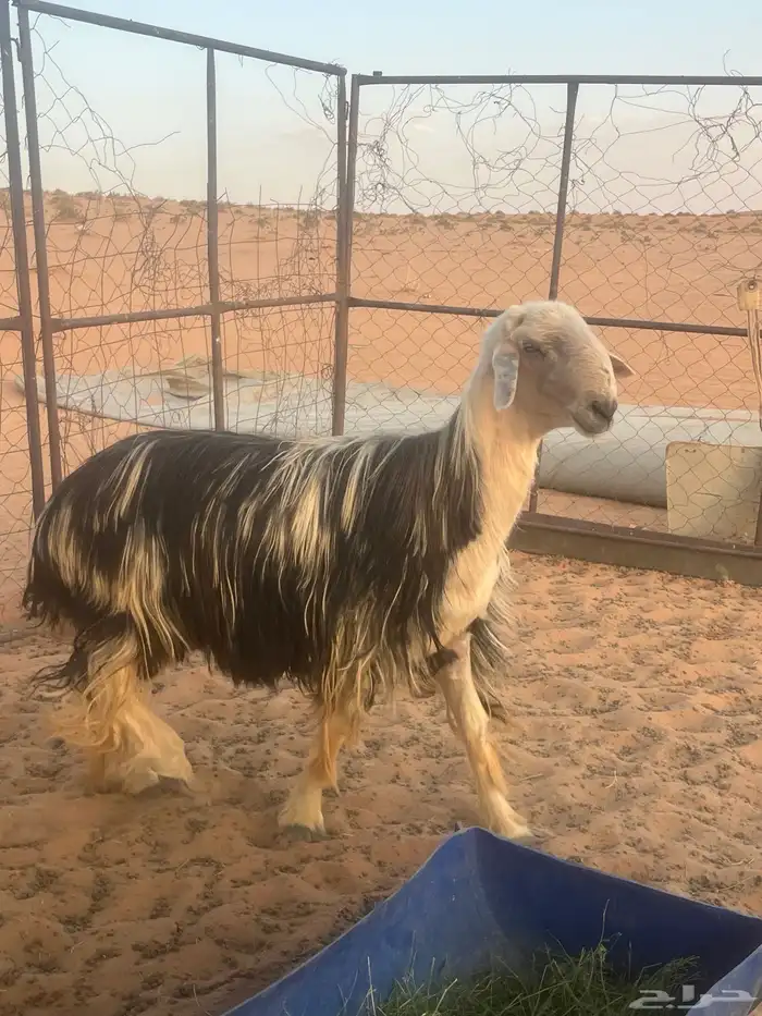 فحل نجدي مشروط 1
