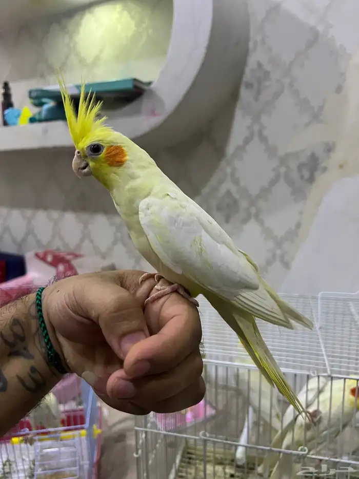 كروان اليف لاتينو 3