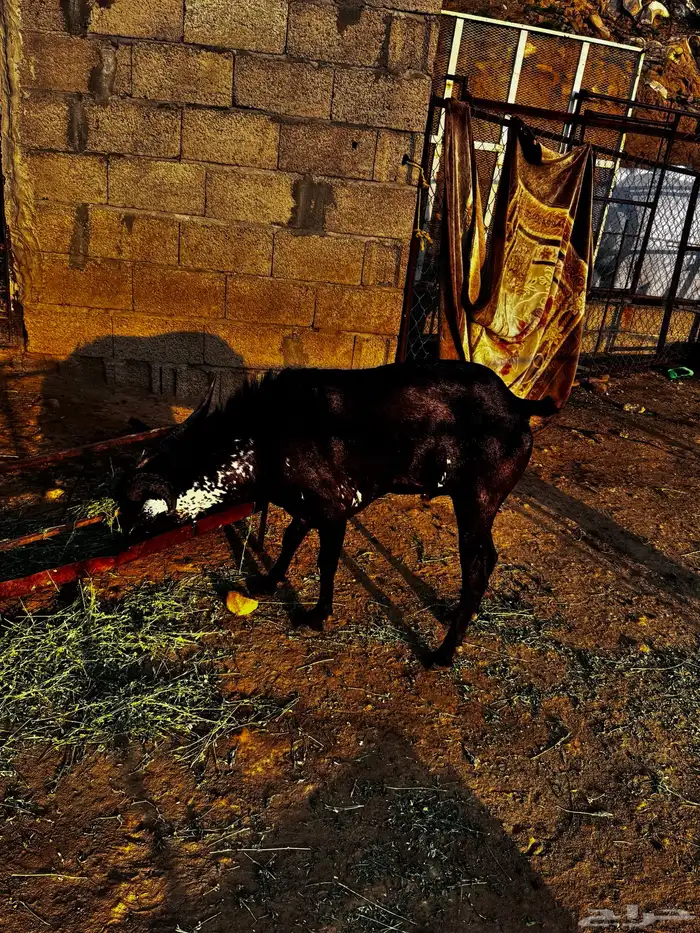 فحل ادهم ادبس 3