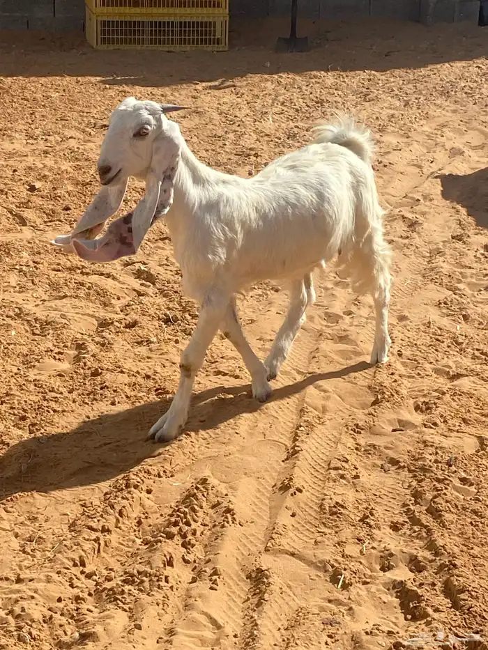 حفره مطوره من النوادر 2