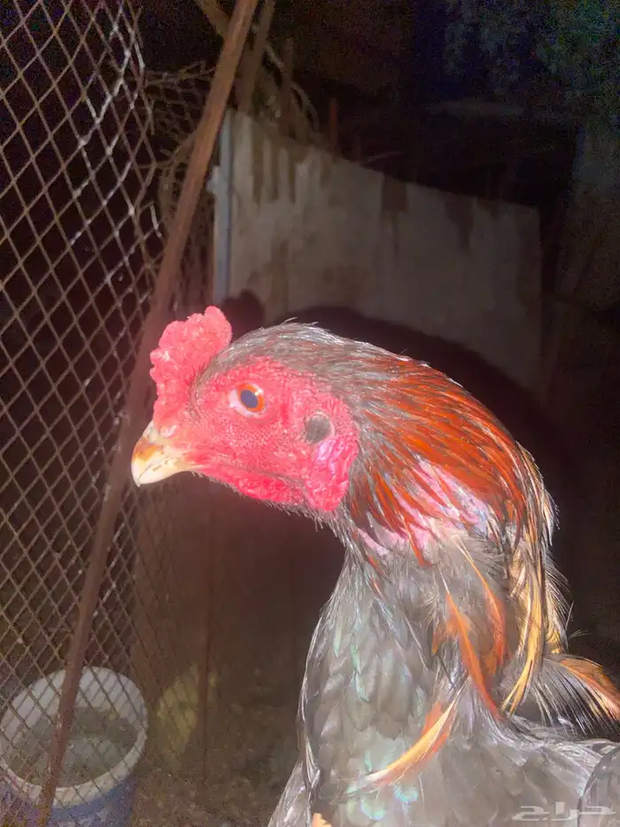 ديك سندي 1