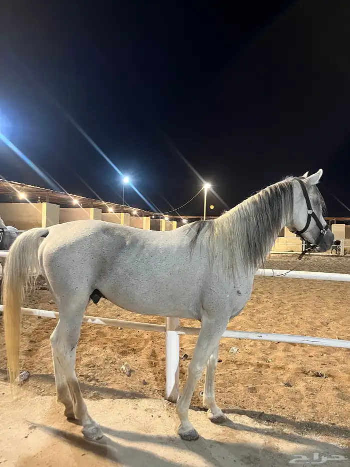 حصان شعبي جميل ومعسوف هادي 1