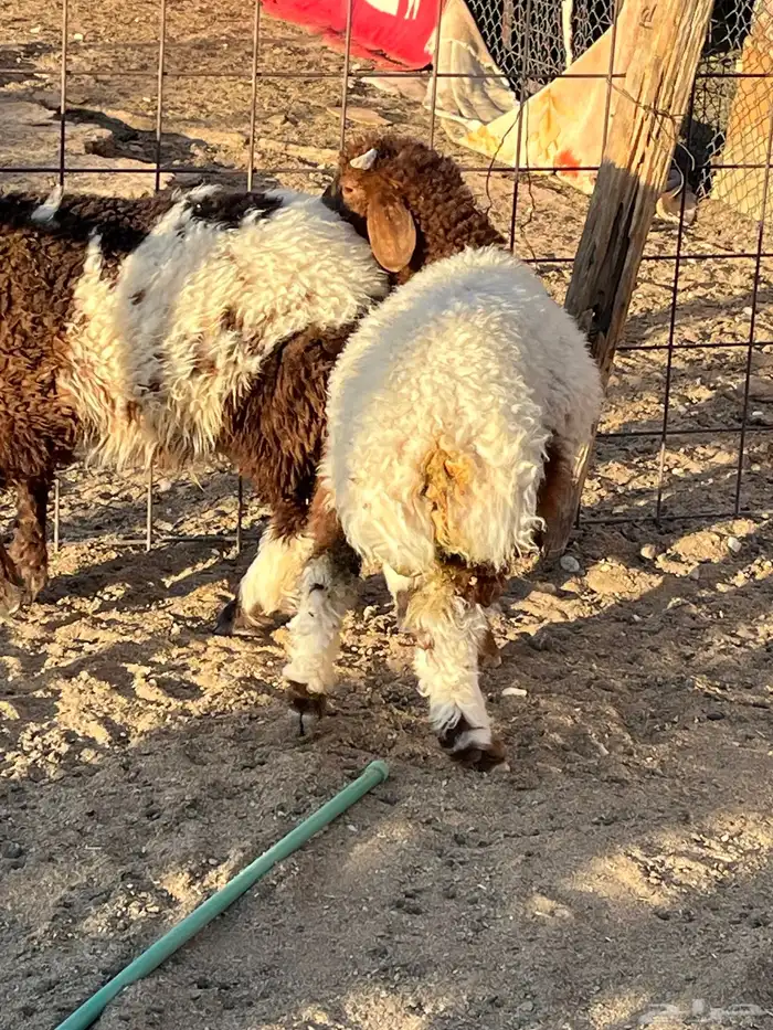 هرفي حري تيوس 1