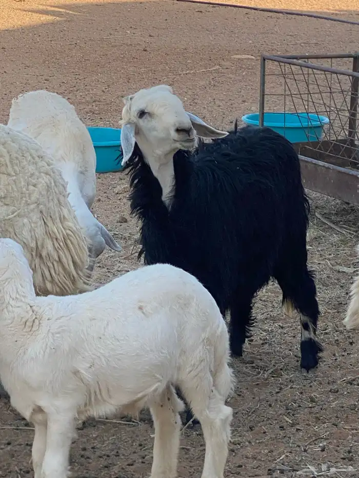 نجديه وعيسيه جذعات للقناي 4
