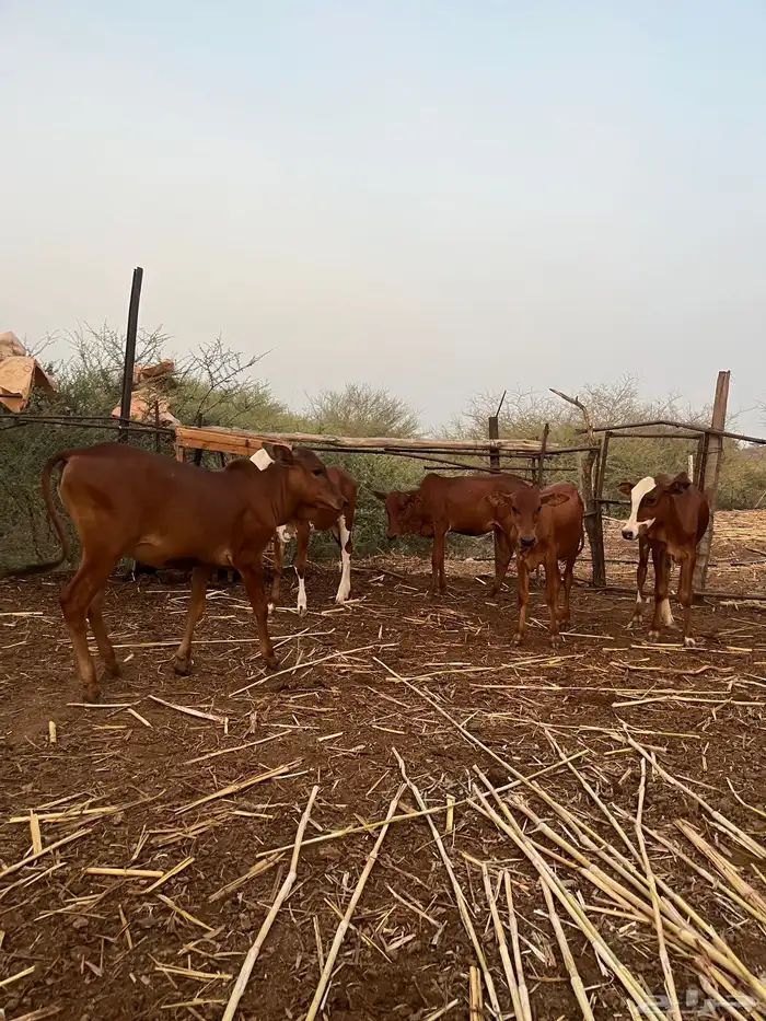 4خبيش بفحلها مراح واحد بقر بلدي 1