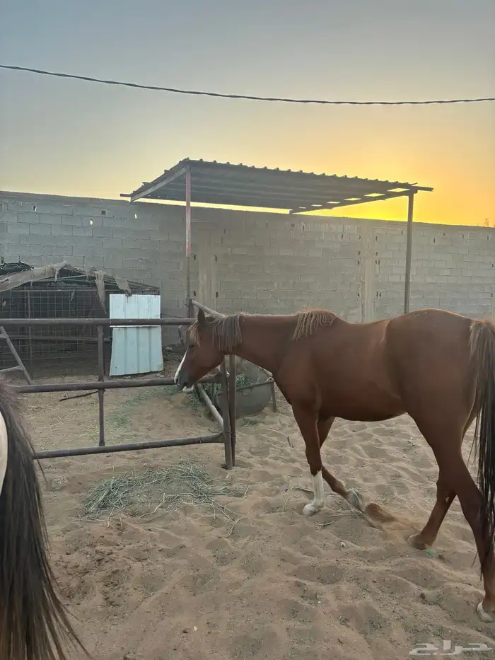 خيل 7