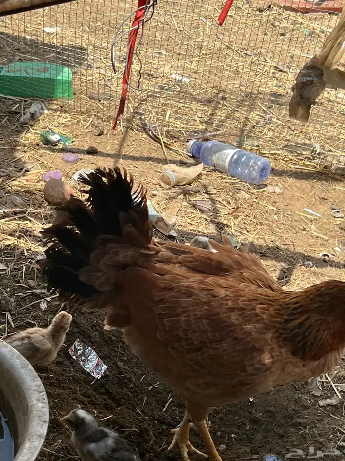 دجاج أوديك 4