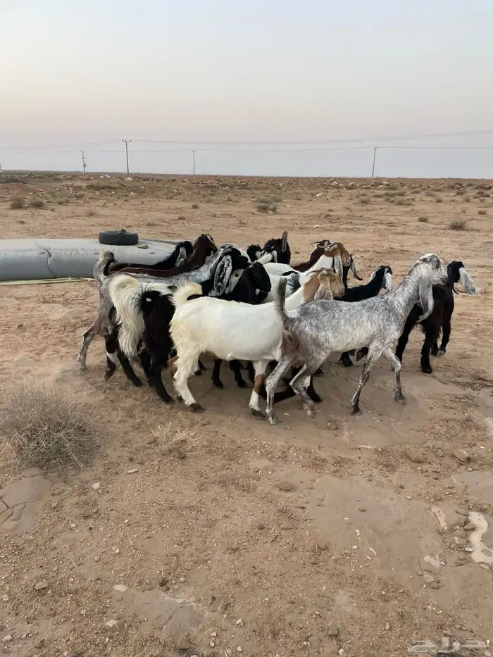 جفرات مقاني 6