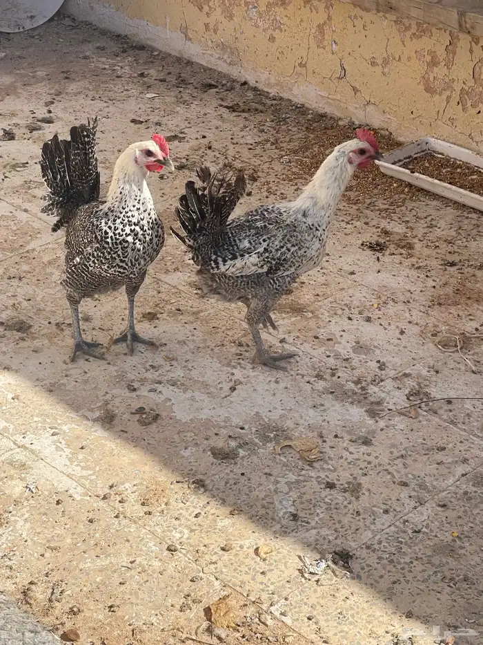 سمان. فري. للبيع منتج الصامل يجي  دجاج فيومي بياض 8