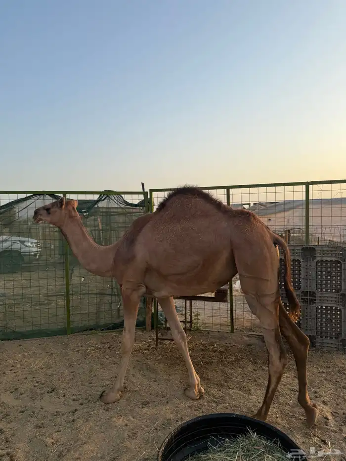 بكره ساحليه حمرا من ساس ابل كفو 0
