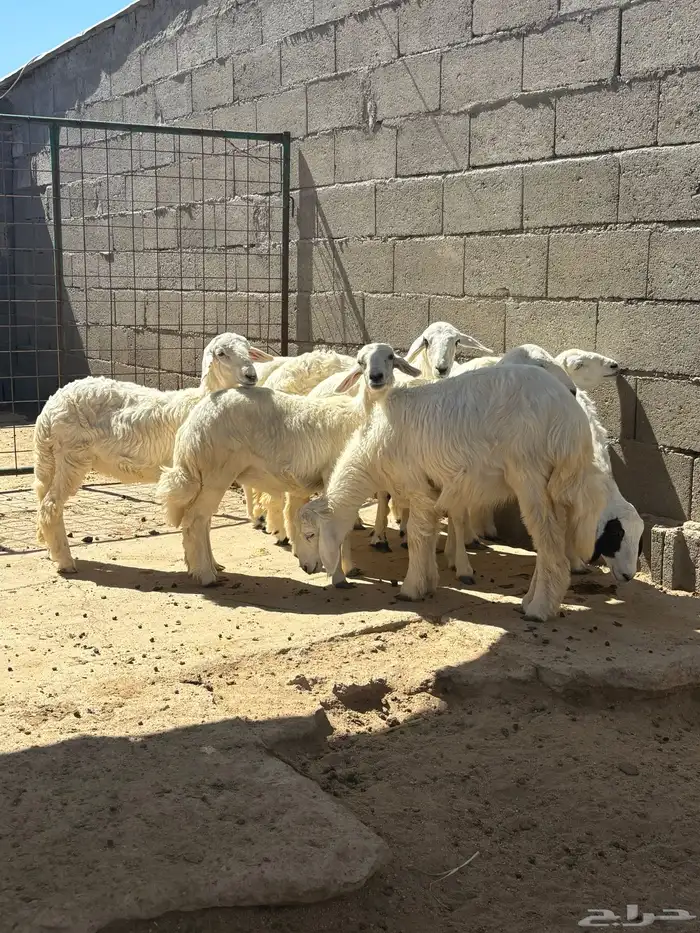 بهم حري 2