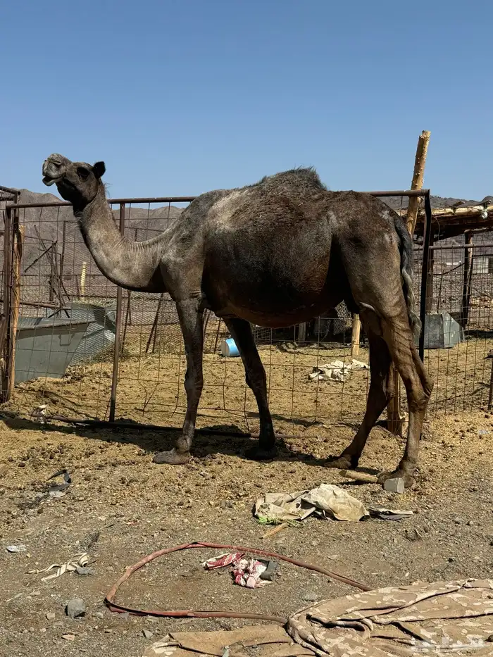 ناقه القحه 3