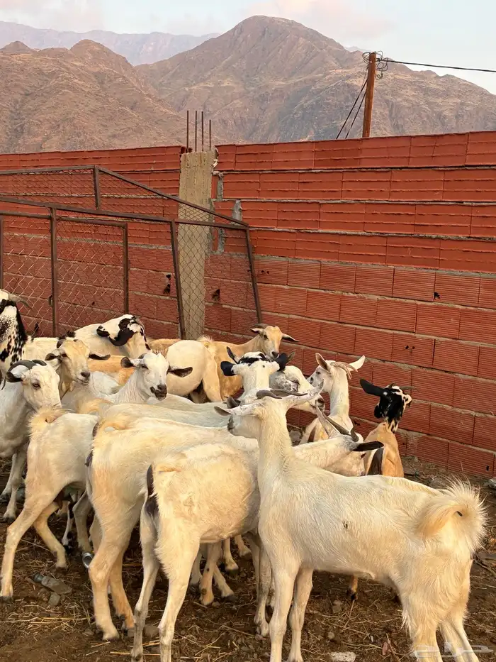 ماعز بيشيات 7