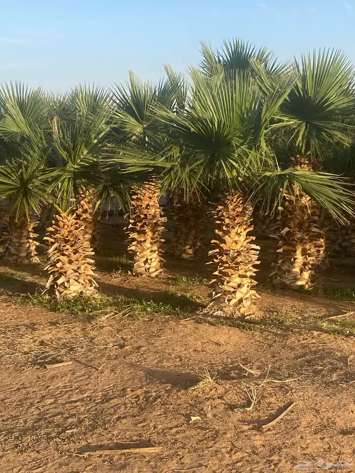 نخل واشنطني 2م 150 ريال 1.5 م 80 ريال 1م 30 ريال 1