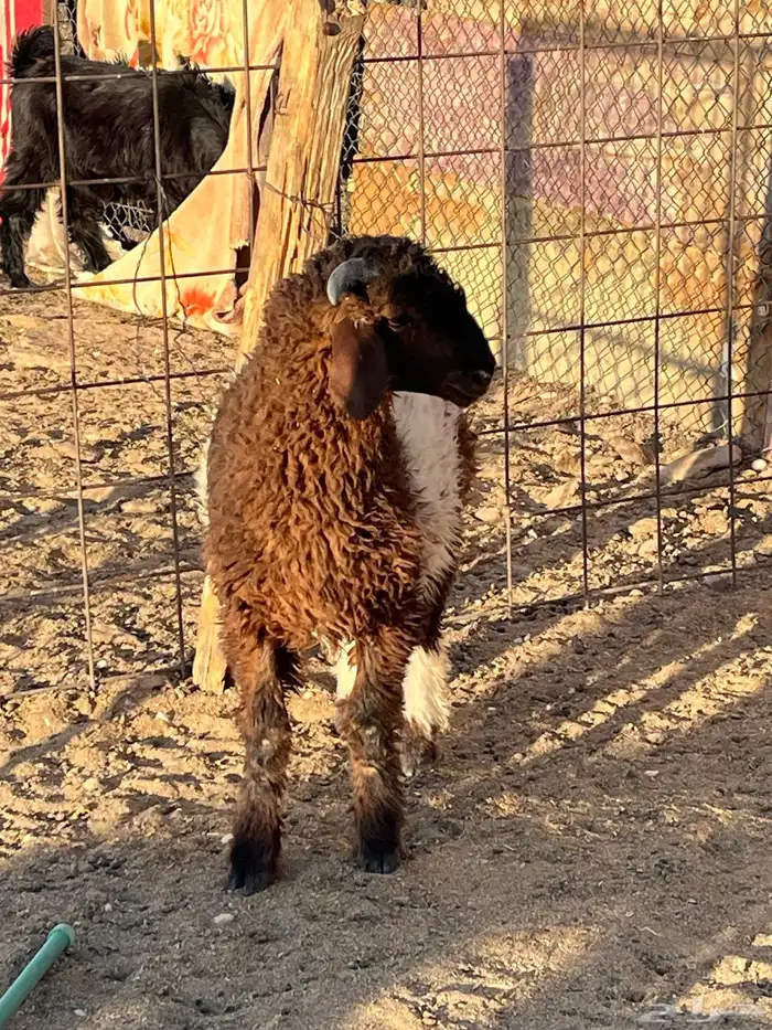 هرفي حري تيوس 3